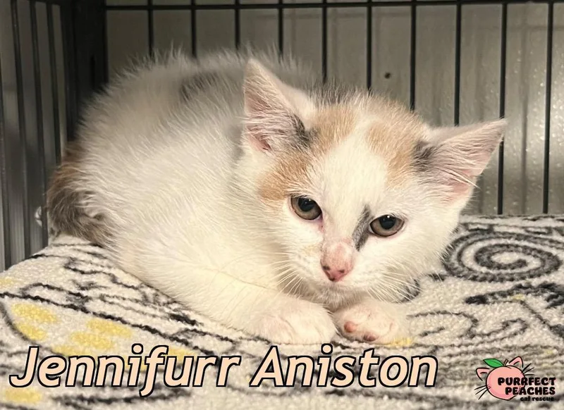 Jennifurr Aniston thumbnail 3