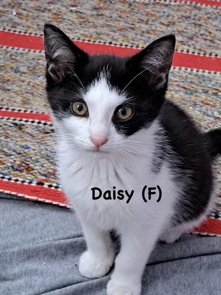 A baby small-sized female Black & White / Tuxedo Domestic Short Hair cat named Daisy for adoption in Telford, PA