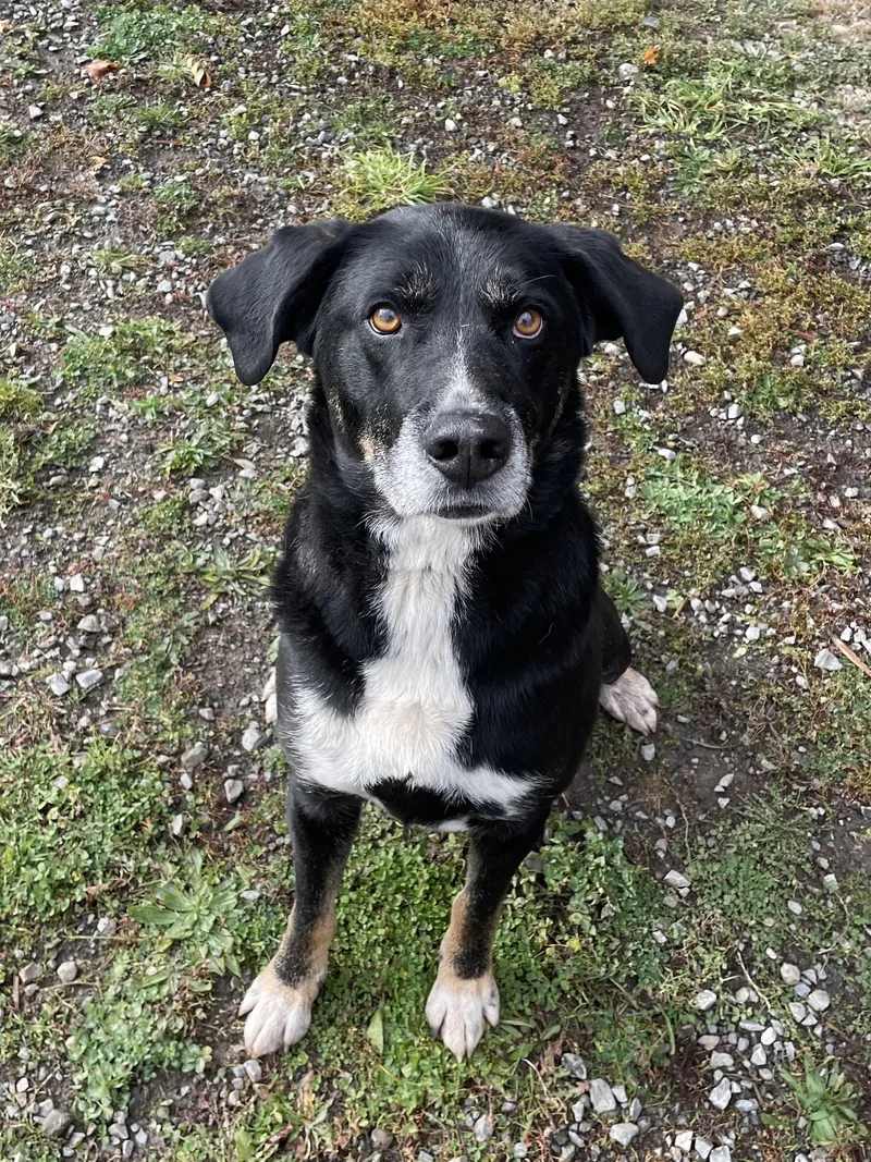 An adult medium-sized male Tricolor (Brown, Black, & White) Mixed Breed dog named Scout for adoption in Bonners Ferry, ID