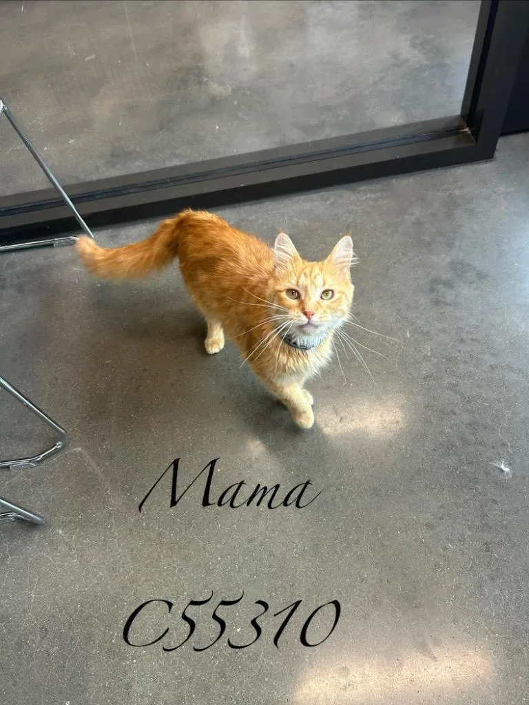 A baby medium-sized female Domestic Medium Hair cat named Mama for adoption in Clarksville, TN