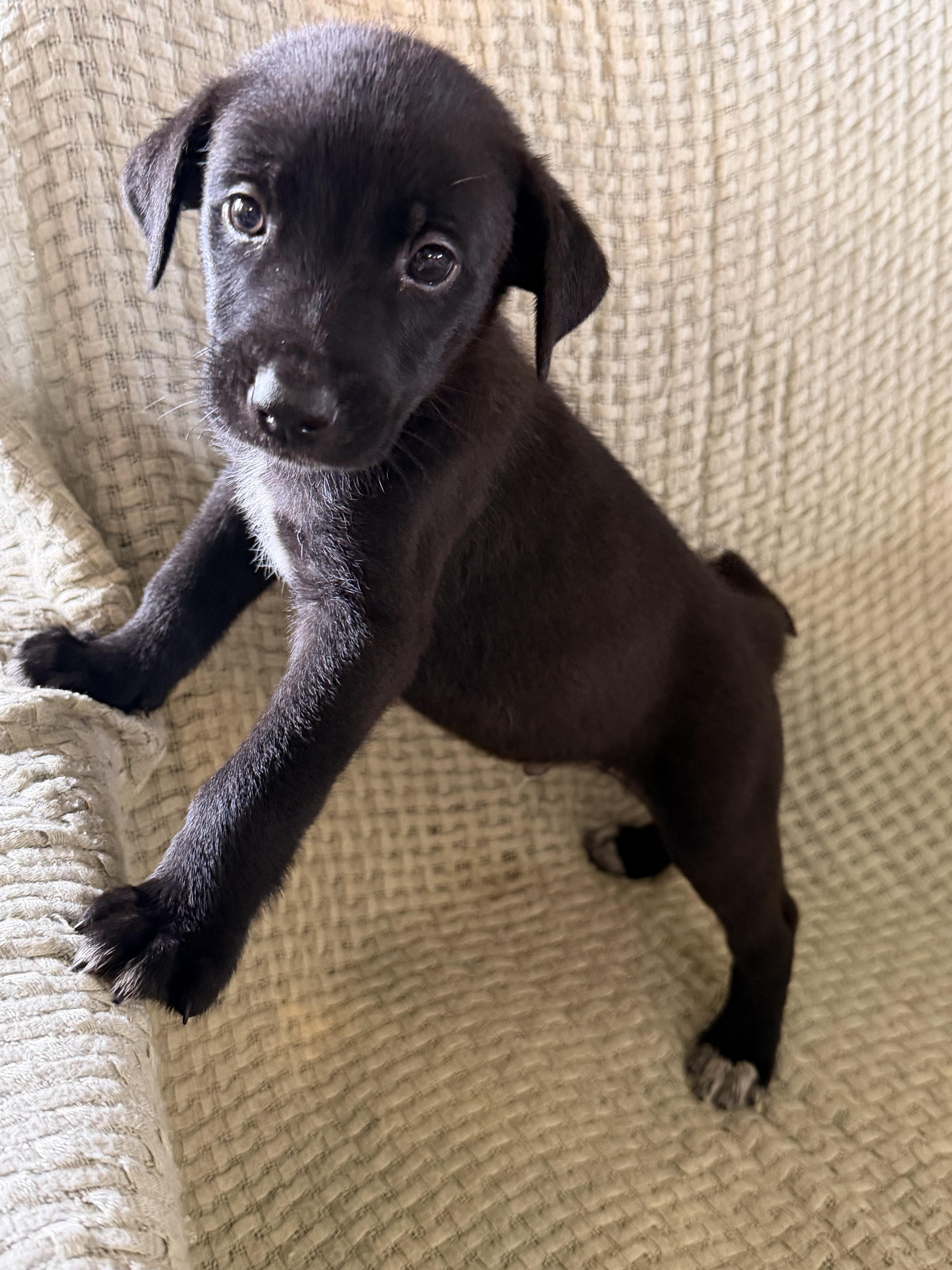 B Litter Barry