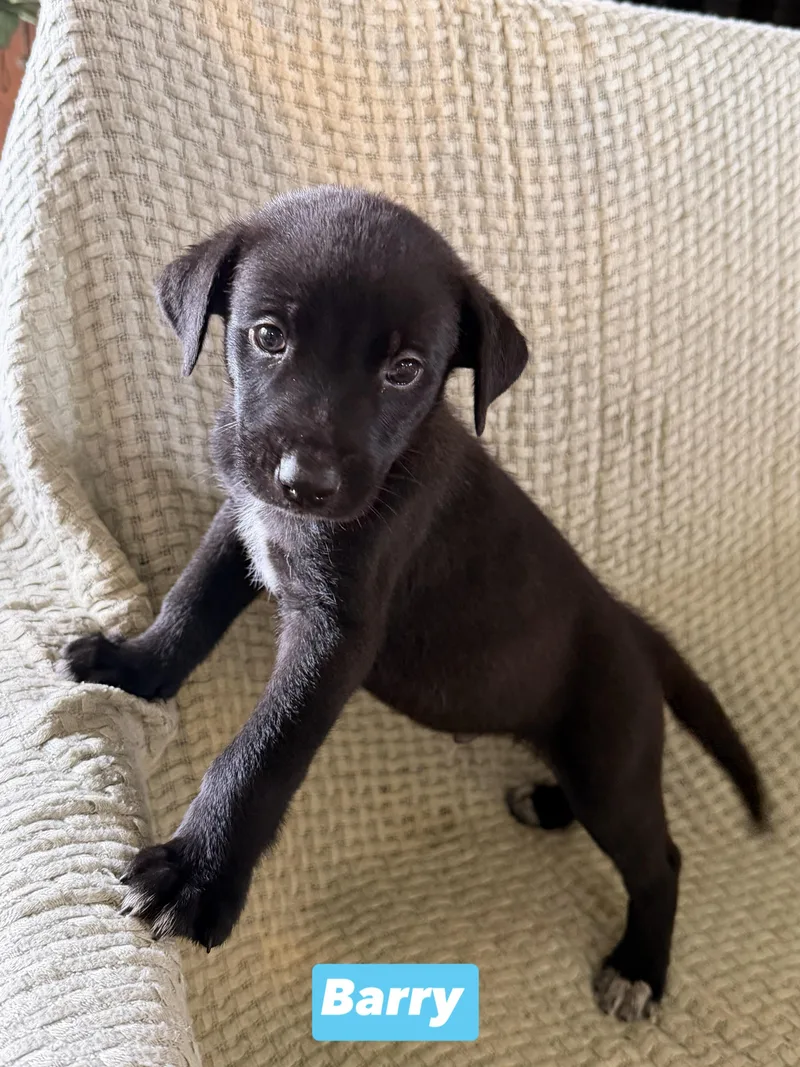 B Litter Barry thumbnail 2