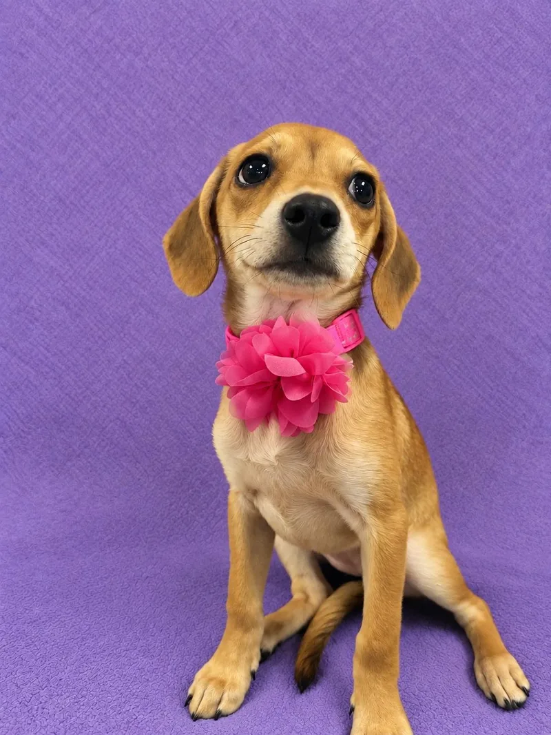 A baby small-sized female Yellow / Tan / Blond / Fawn Beagle dog named Annie for adoption in Lodi, CA