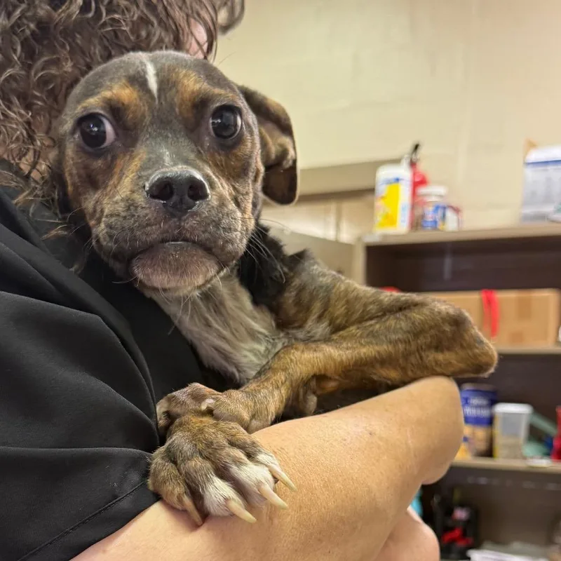 An adult small-sized male Brindle Terrier dog named Goose for adoption in Newark, DE