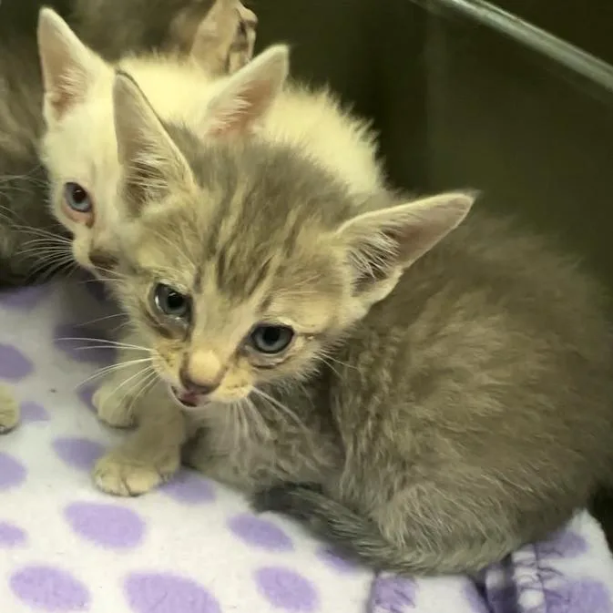 A baby small-sized female Gray / Blue / Silver Domestic Short Hair cat named Julian for adoption in Manhattan, KS