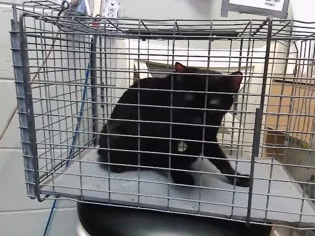 A young small-sized female Domestic Short Hair cat named Circus for adoption in Tulsa, OK