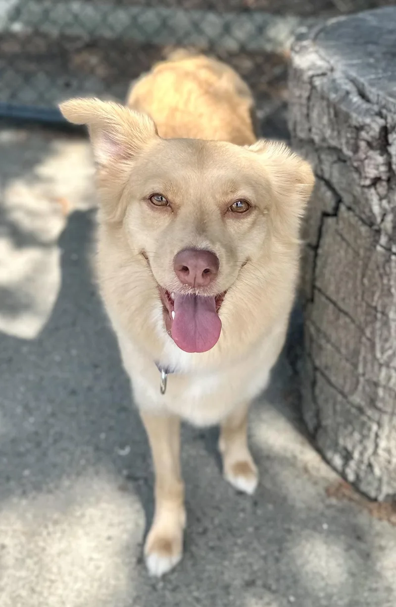 Taro