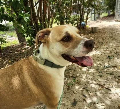 An adult extra large-sized male Yellow / Tan / Blond / Fawn Mixed Breed dog named Paris for adoption in Key West, FL