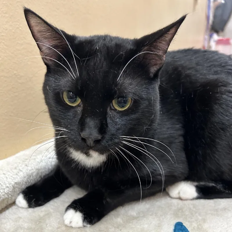 An adult small-sized male Black Domestic Short Hair cat named Johnny for adoption in Hemet, CA