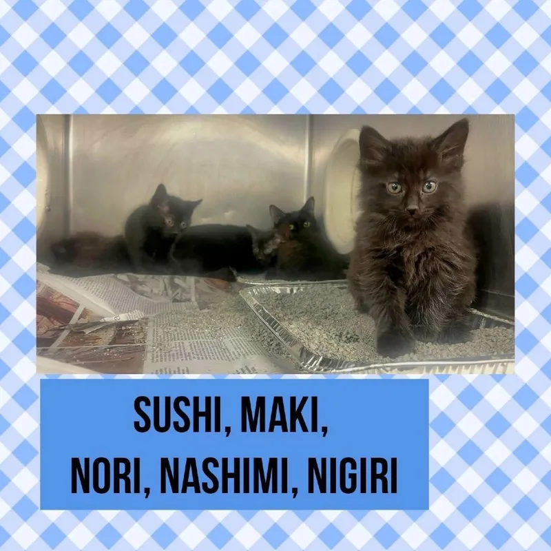 A baby small-sized female Black Domestic Short Hair cat named Nigiri for adoption in Wheeling, IL