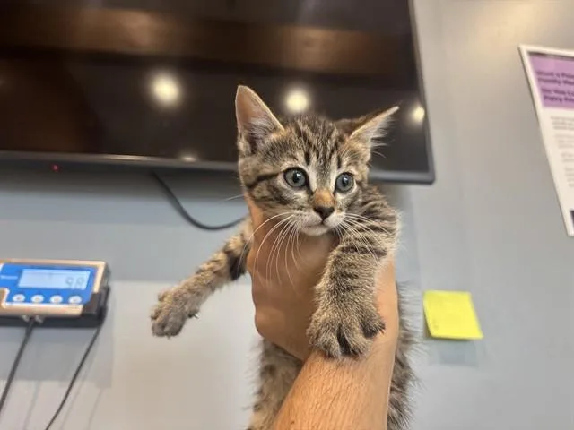 Roo
