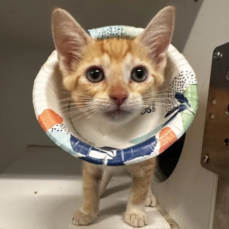 A baby small-sized male Orange / Red Domestic Short Hair cat named Cherry Garcia for adoption in Dearborn, MI