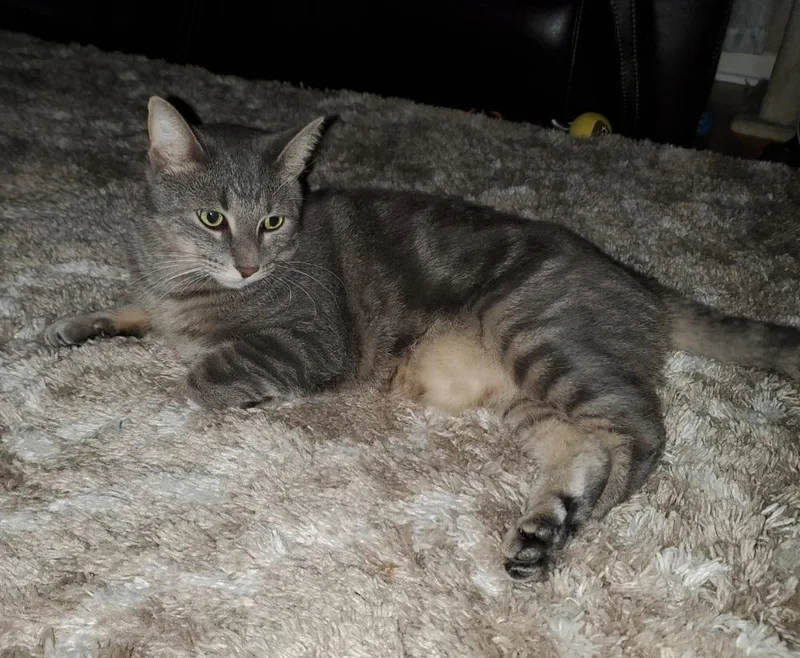 An adult medium-sized male Domestic Short Hair cat named Sebastian for adoption in Ferndale, MI