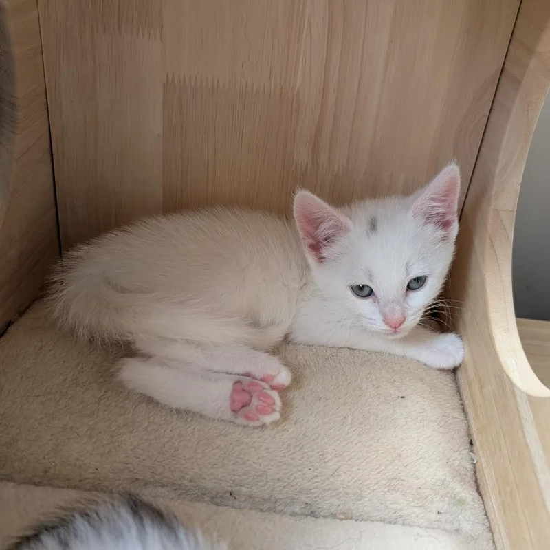 A baby small-sized female White Domestic Short Hair cat named Cinderella for adoption in Woodstock, VA