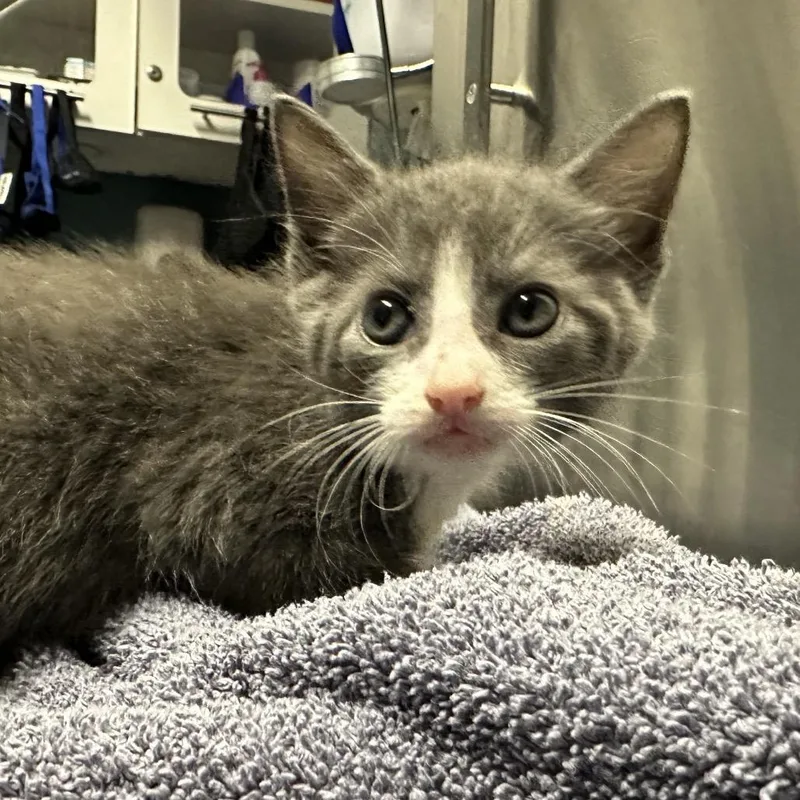 A baby small-sized male Gray / Blue / Silver Domestic Short Hair cat named Unbelievable Casey for adoption in Providence, RI