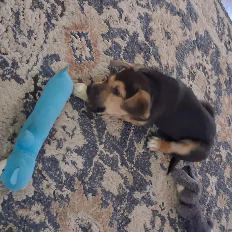 A baby medium-sized male Mixed Breed dog named Chavez for adoption in Sioux Falls, SD