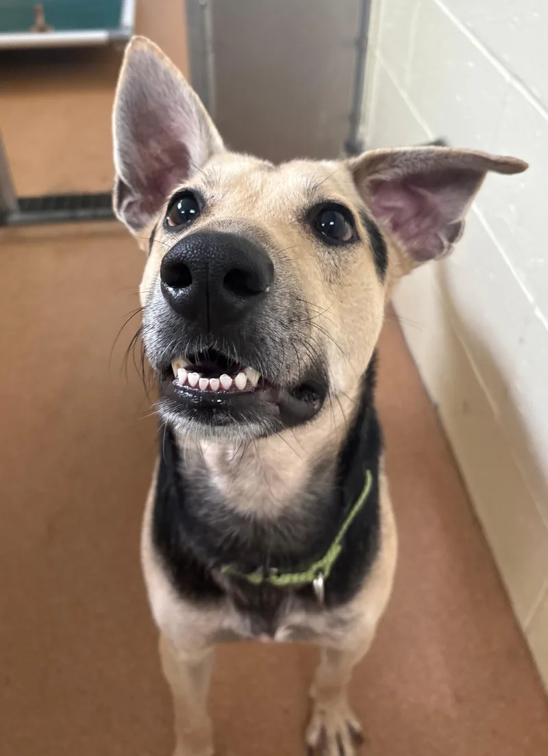 An adult medium-sized male Shepherd dog named Max for adoption in Norwalk, CT