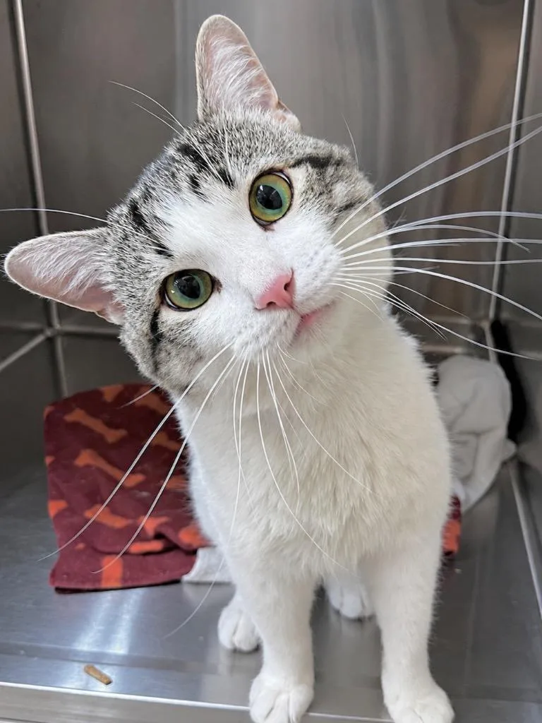 A young medium-sized male Domestic Short Hair cat named Quinton for adoption in Menomonie, WI