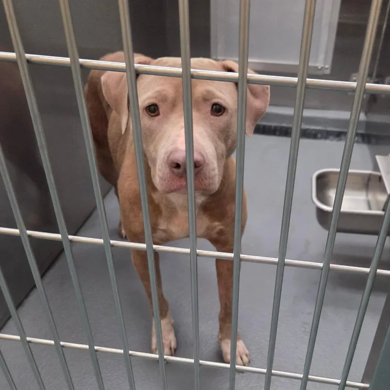 An adult medium-sized female Yellow / Tan / Blond / Fawn Mixed Breed dog named Coca for adoption in Memphis, TN