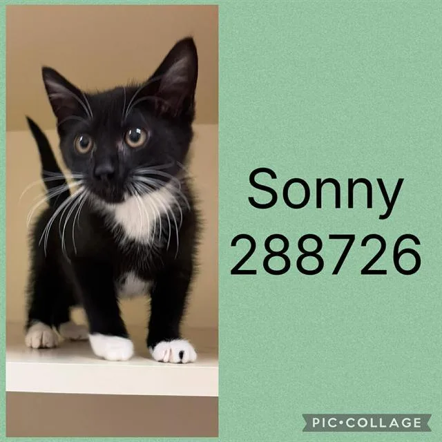 A baby small-sized male Domestic Short Hair cat named Sonny for adoption in Macon, GA