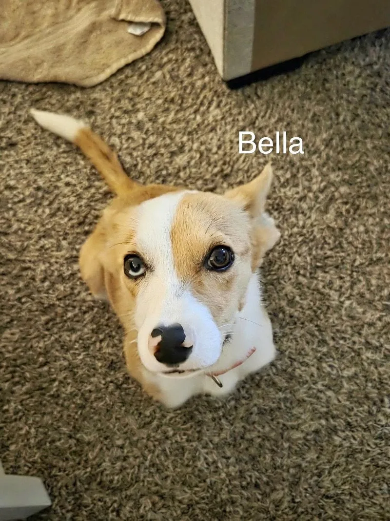 A young medium-sized female Australian Shepherd dog named Bella WAY for adoption in Wakefield, RI