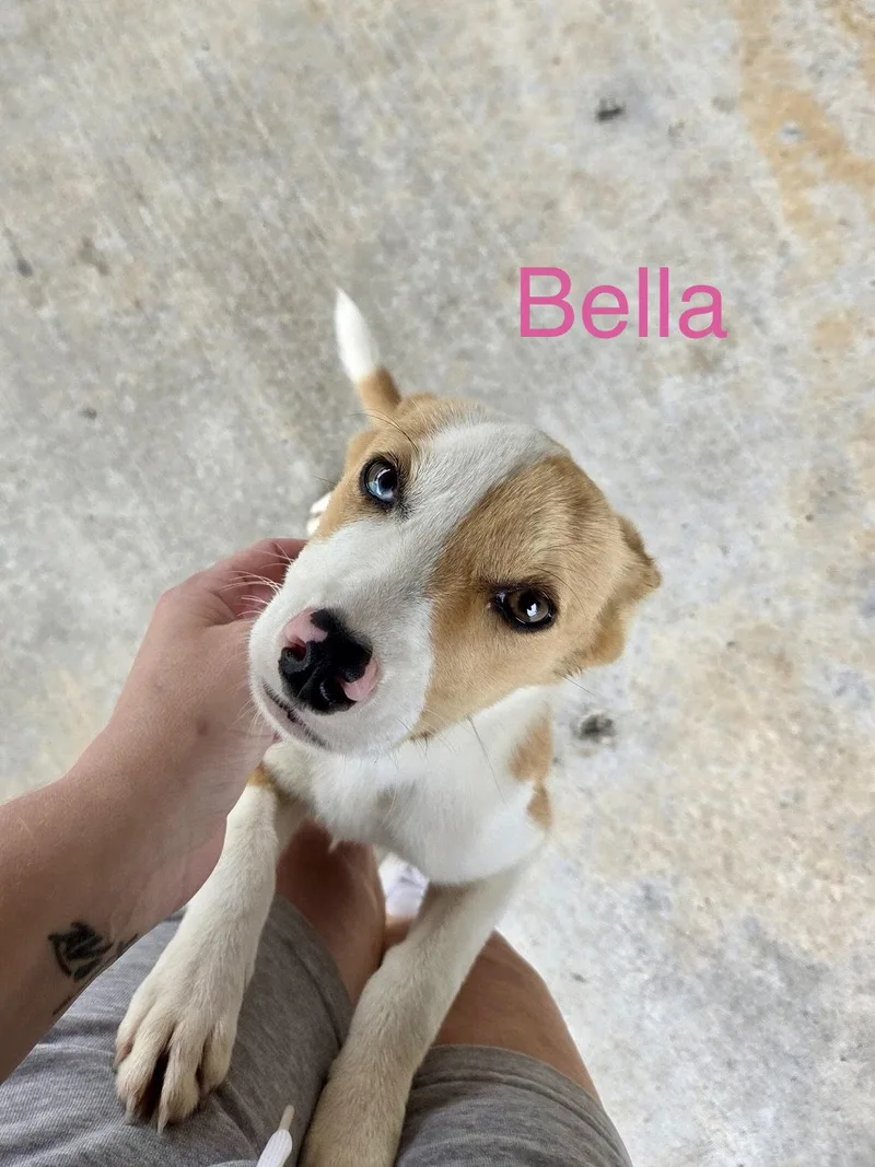 Bella WAY thumbnail 3