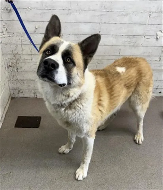 A young large-sized male Akita dog named Oliver for adoption in San Bernardino, CA