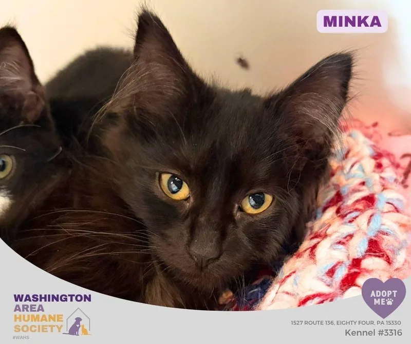 A baby small-sized female Black Domestic Long Hair cat named Minka for adoption in Eighty Four, PA