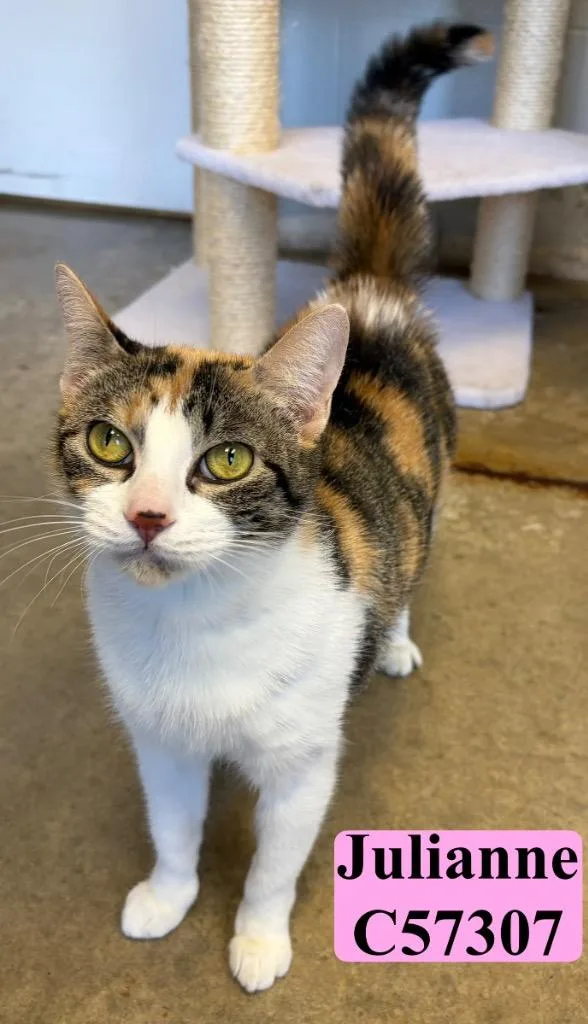 A young medium-sized female Domestic Short Hair cat named Julianne for adoption in Clarksville, TN