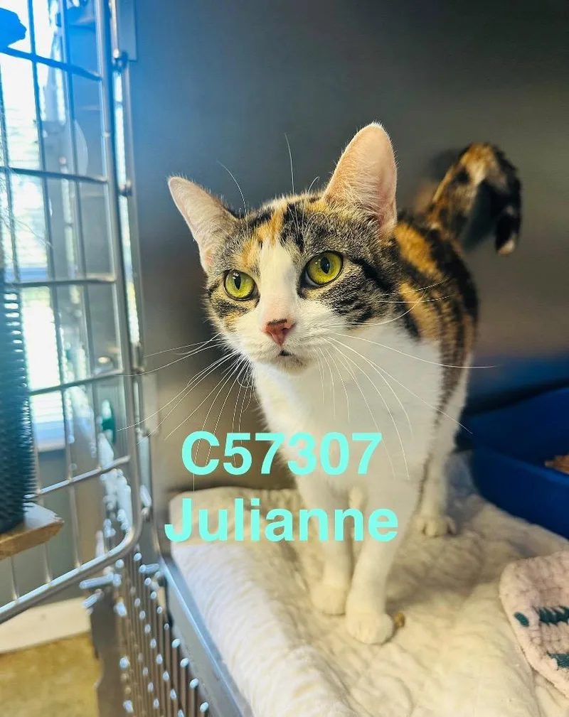 Julianne thumbnail 4