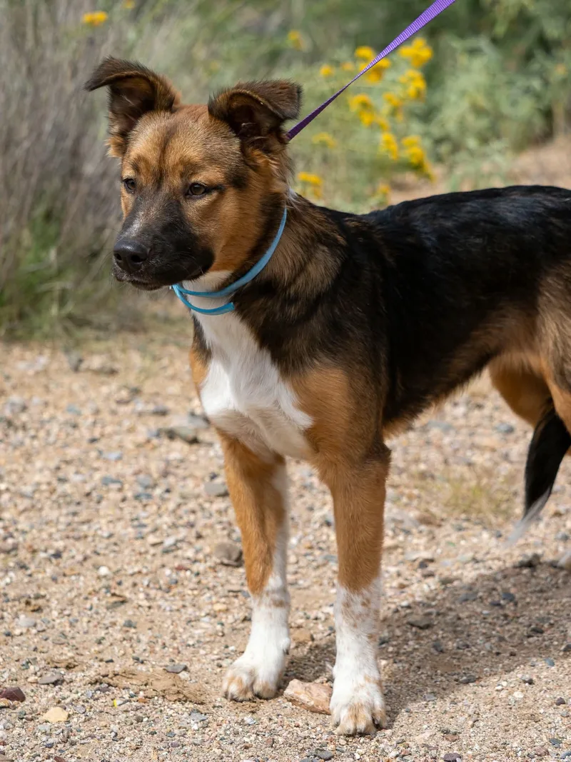 A young small-sized female Australian Shepherd dog named Nyla for adoption in Globe, AZ