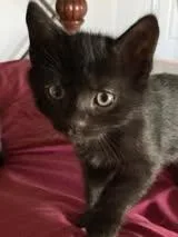 A baby medium-sized female Domestic Short Hair cat named Nyx for adoption in Chesapeake Beach, MD