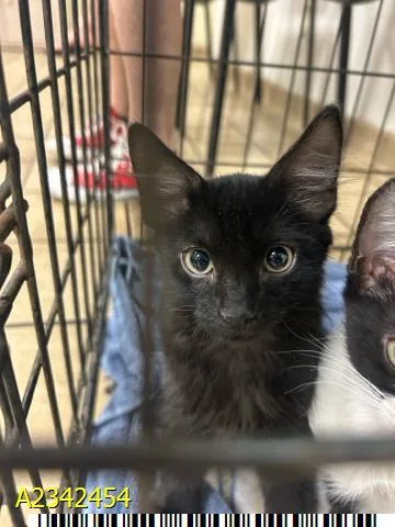 A baby small-sized male Domestic Medium Hair cat named Michael Meowers for adoption in West Palm Beach, FL
