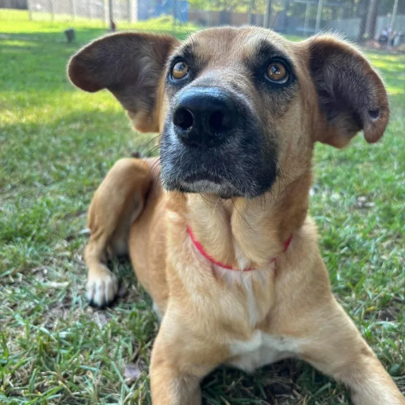 An adult medium-sized female Golden Shepherd dog named Hazel for adoption in Spring, TX