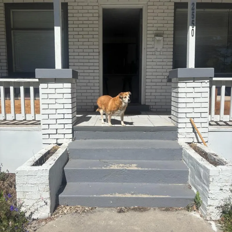 A senior medium-sized female Yellow / Tan / Blond / Fawn Mixed Breed dog named Ruby Rose for adoption in Salt Lake City, UT