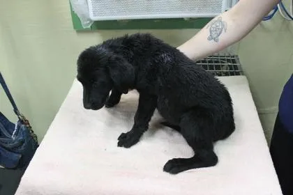 A baby small-sized female Labrador Retriever dog named Avalon for adoption in Picayune, MS