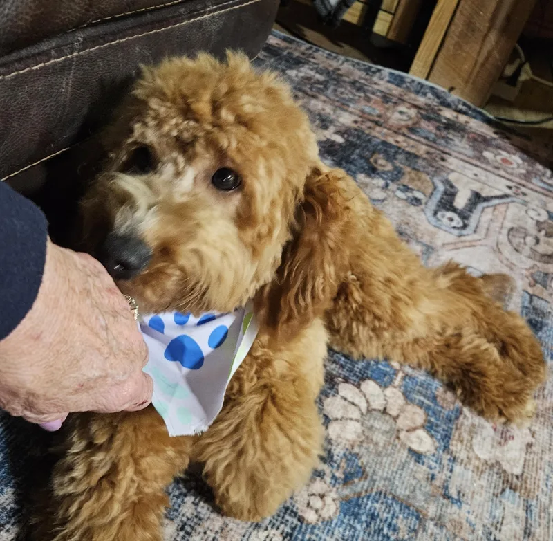 A baby small-sized female Golden Goldendoodle dog named Bubbles for adoption in Martinsville, IN