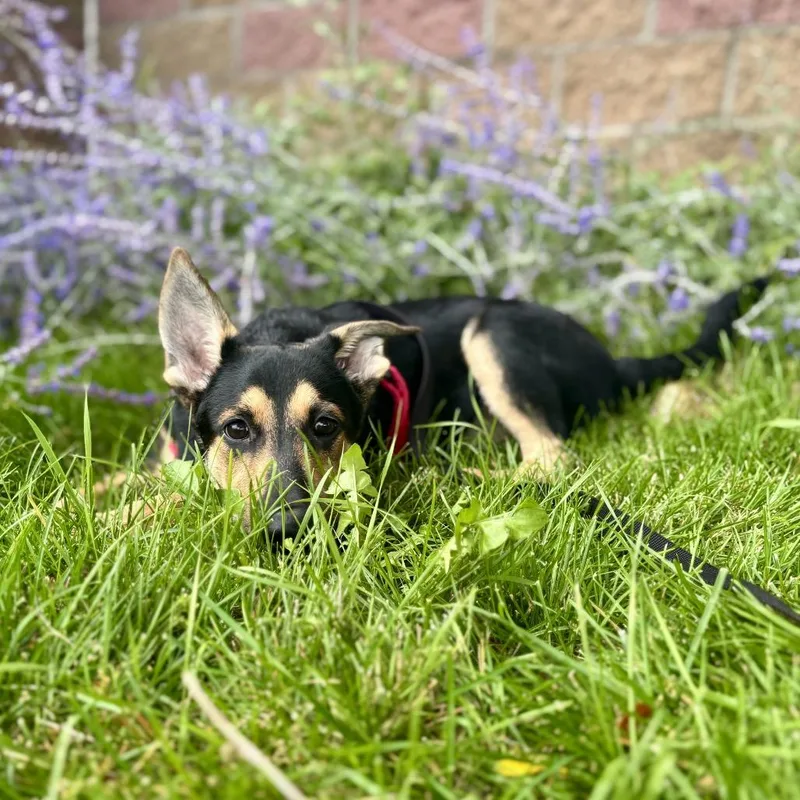 A baby medium-sized male German Shepherd Dog dog named Cooper for adoption in Glenwood Springs, CO