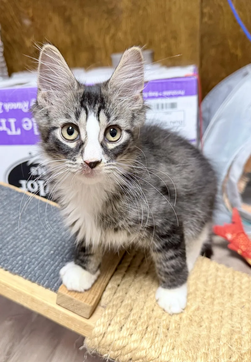 A baby medium-sized male Tabby (Brown / Chocolate) Domestic Medium Hair cat named Martin for adoption in Wayne, NJ