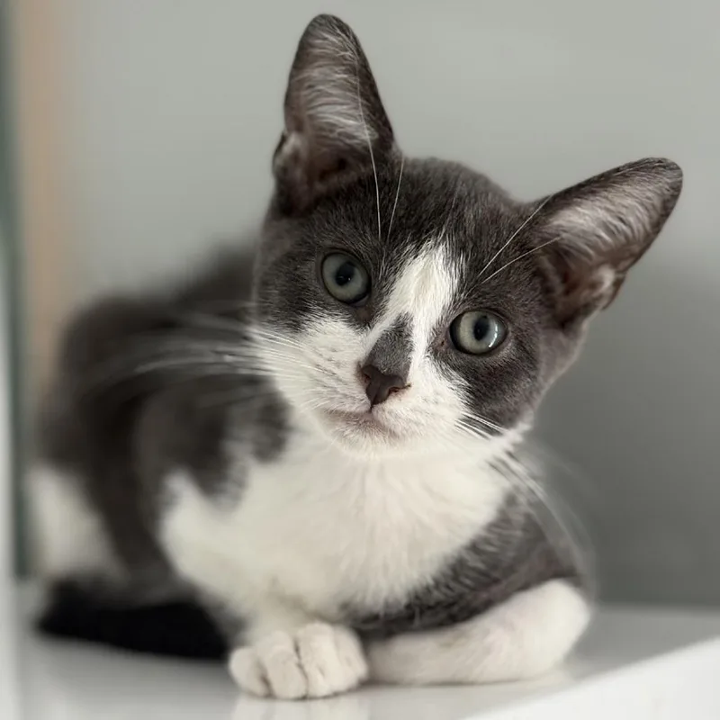 A baby small-sized male Black Domestic Short Hair cat named Dew Drop for adoption in Ridgely, MD