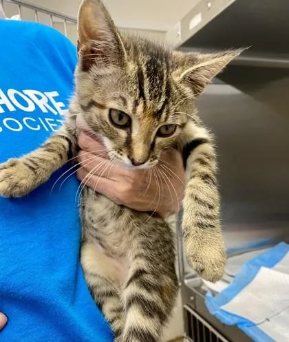 An adult small-sized female Brown / Chocolate Domestic Short Hair cat named Solar for adoption in Covington, LA