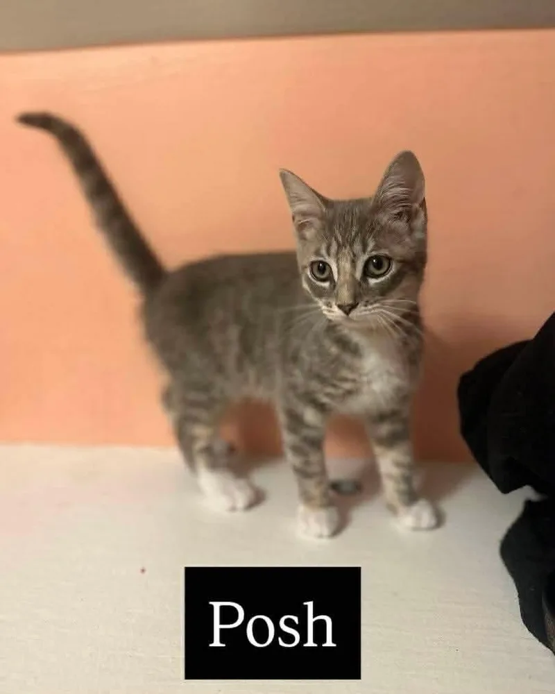 A baby small-sized female Domestic Short Hair cat named Posh Spice for adoption in Gorham, ME