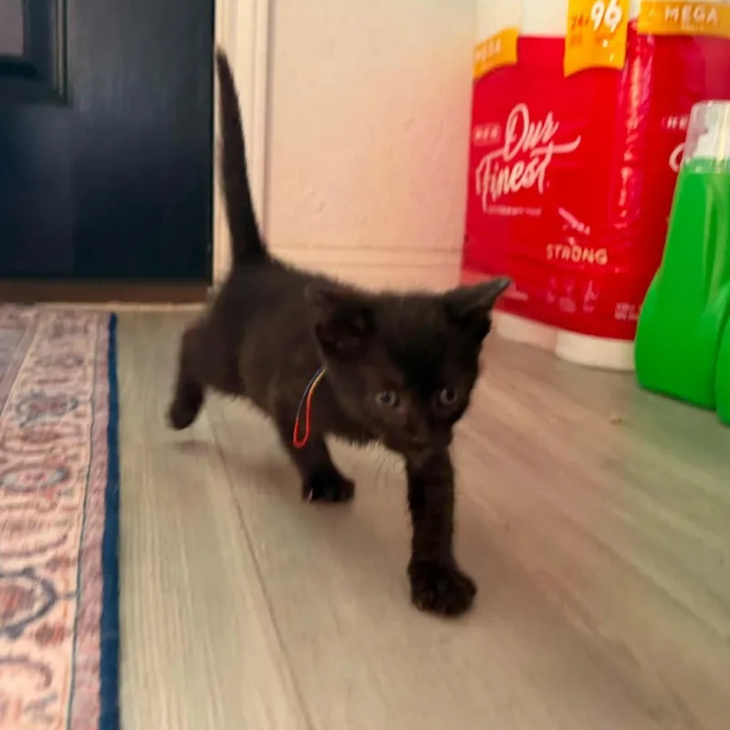 A baby small-sized male Black Domestic Short Hair cat named Touluse for adoption in Bastrop, TX