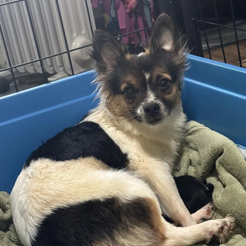An adult small-sized female White / Cream Mixed Breed dog named Parsnip for adoption in DeKalb, IL