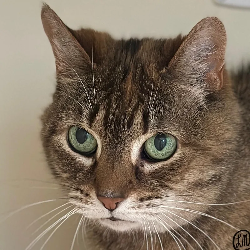 A senior medium-sized female Torbie Domestic Short Hair cat named Boo Boo for adoption in Victor, NY