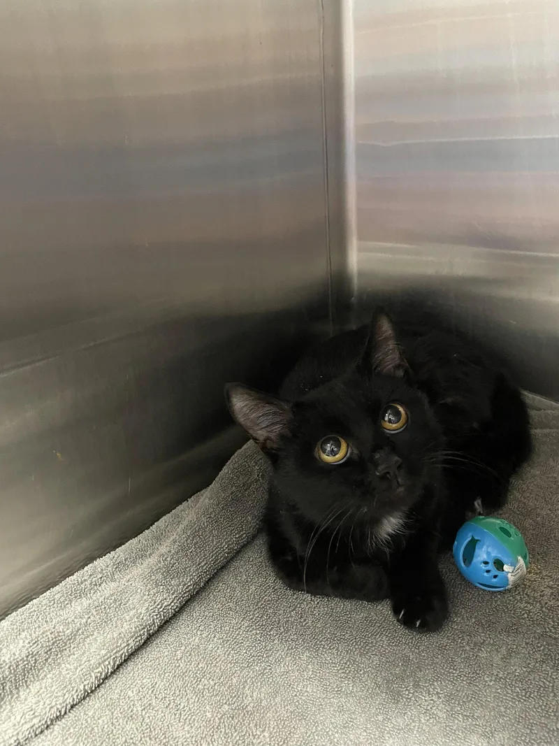 A baby medium-sized female Black Domestic Short Hair cat named Noira for adoption in Georgetown, KY