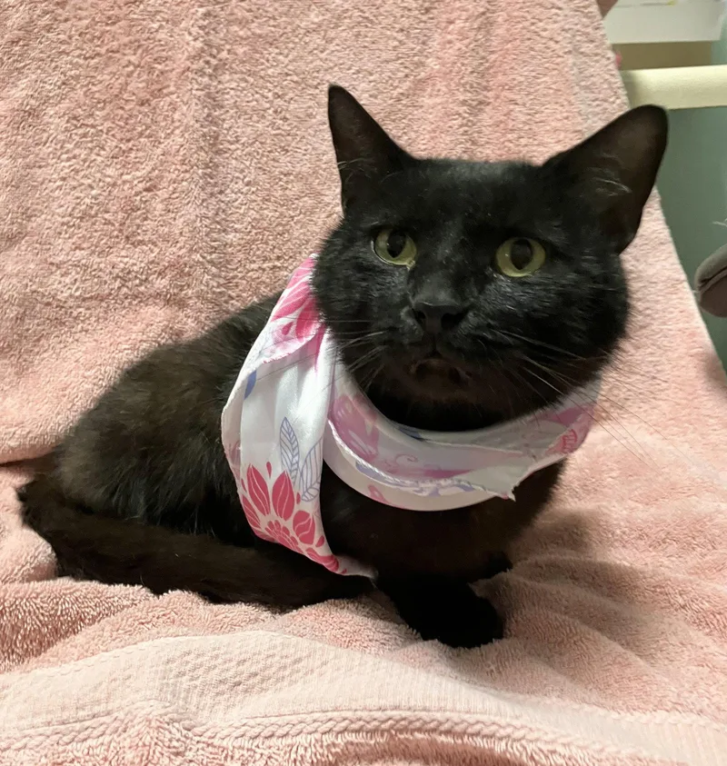 An adult medium-sized male Black Domestic Short Hair cat named Arnold for adoption in Dublin, OH