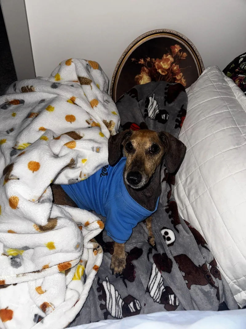 A senior small-sized male Dachshund dog named Max for adoption in Cookeville, TN