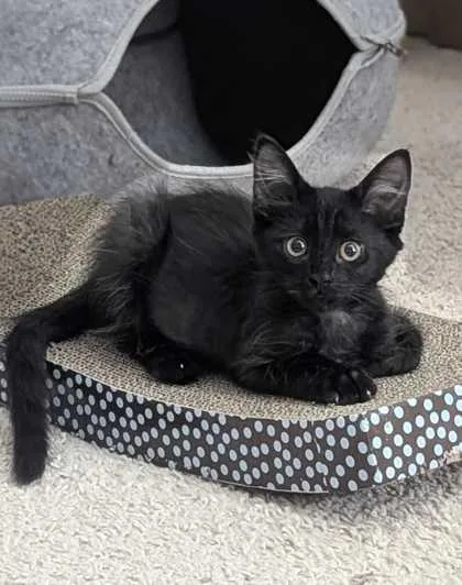 A young small-sized female Domestic Medium Hair cat named Olive for adoption in Aiken, SC