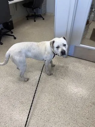 An adult large-sized male Mixed Breed dog named Turtle for adoption in Lafayette, IN